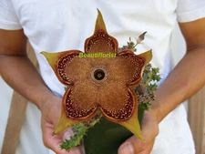 Edithcolea grandis Cactus Rare -A