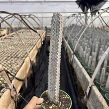 25CM Succulent Cactus Plant Euphorbia Abdelkuri Balfour Fil Grey Beautiful Plant