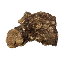 Paela/Chakte Viga Burl Cap/Bowl 18" x 11" x 6" | 16 lbs  #809