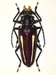 Guatemala Pantodinus klugi 42mm - メルカリ Guatemala Pantodinus