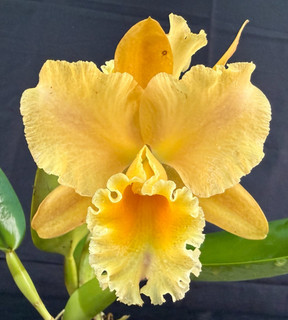 RON Cattleya Orchid Rlc. Aussie Bottler 'No1' x Rlc. Rosella's Golden One (D608)