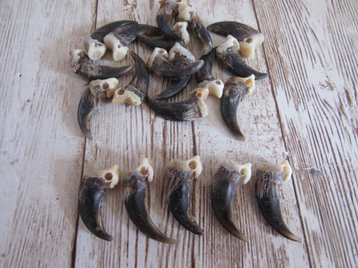 Claw 大型动物标本| eBay