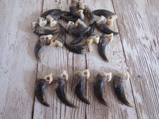10 Drilled Coyote Claws Taxidermy Jewelry Craft Projects Animal Bones Claws
