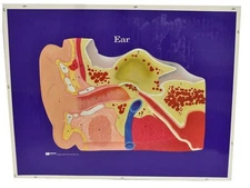 Hubbard Scientific Printed Sheet-Ear Model 2650001