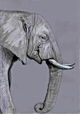 Original coloured pencil artwork B&W Picture Stately Regal elephant GREAT GIFT