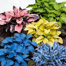 Mixed Color Hosta Seeds - 300 Perennial Seeds for Outdoor Shade Gardens