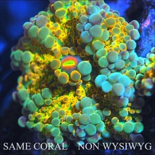 COE NON WYSIWYG Live Coral Bubble Tropicana Bounce Yuma Mushroom - .75''