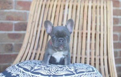 Purebred French Bulldog Dogs Puppies Gumtree Australia Inner Sydney Sydney City 1259457945