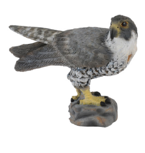Gyr X Saker Falcon For Sale Retford Nottinghamshire