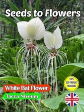 WHITE BAT FLOWER - TACCA NIVEUM - TROPICAL - COMPOSTABLE PACKET - 8 BEST SEEDS 