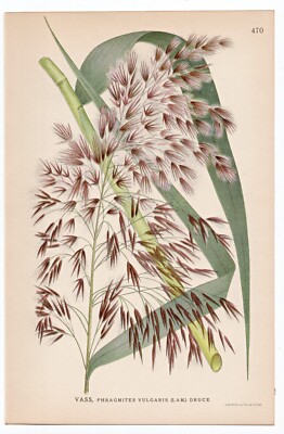 1926 Lindman Botanical Flower Print, Common Reed (Phragmites vulgaris)