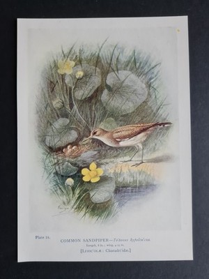Antique 1910 print - Common Sandpiper - Birds - Ornithology - George Rankin