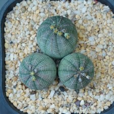 5CM Succulent Cactus Plant Euphorbia Obesa Hook(3-Heads)Euphorbiaceae Beautiful