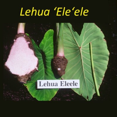 ~Lehua 'Ele'ele~ TARO UH#65 edible Colocasia REAL HAWAIIAN live sml Plant |  eBay