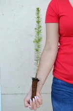 TreesAgain White Spruce Tree - Picea glauca - 11 to 19+ inches