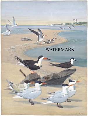 1920s Louis Agassiz Fuertes REPRO Bird Panel 7 Black Skimmer, Sooty Tern, Caspia