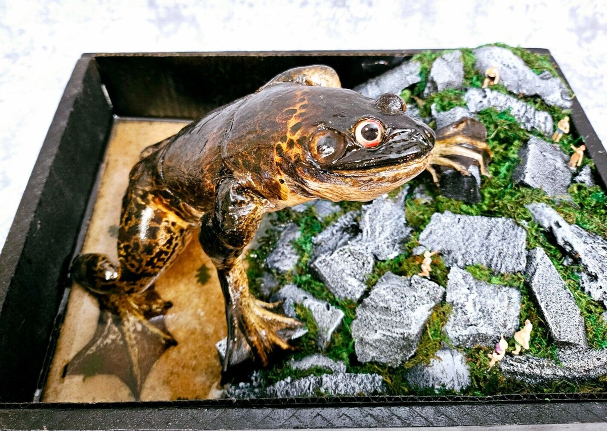 Loveland Frogman- Real Taxidermy Frog, the Famed Cryptid of Ohio