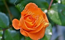 Orange Rose Design Vinyl Checkbook Cover