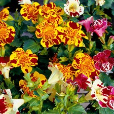 Mimulus se ds,1000 Mimulus Hybrid mix,Monkey flower,organic heirloom-729 TRACK  