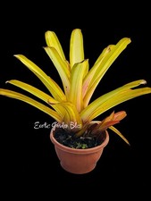 Aechmea Blanchetiana  Goldmine    Large Variegated Offset Bromeliad Plant