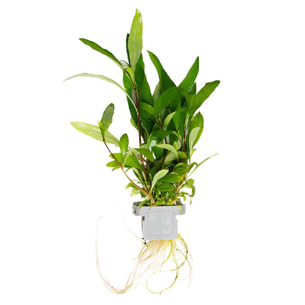 Tropica Hygrophila Corymbosa Siamensis - Live Aquarium Plant Clip