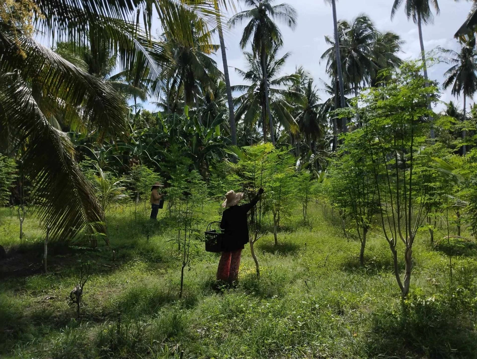 250 Cápsulas Extracto de Hoja de BANABA 5000mg Ácido Corosólico 3,8mg Lagerstroemia Foto 4 de 4