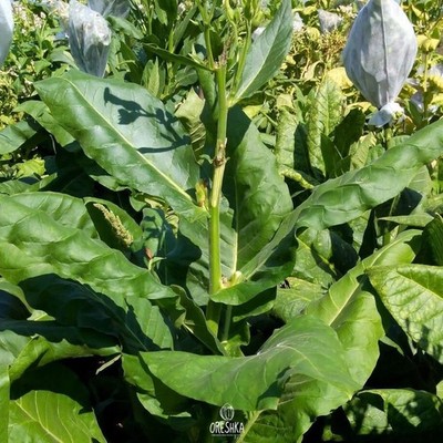 Virginia Bright Leaf Tabak 300+ Stück frische Samen, Nicotiana tabacum, Samen
