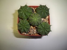 #562 - Pot full of  Meloformis  - 4 Meloformis + 1 Obesa    - 5 plants