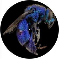 Slipmat Slip Mat Pad Felt for any 12" Turntable LP DJ Record Player CUCKOO WASP