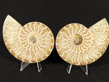 Big! Cut and Polished AAA Cleoniceras AMMONITE Fossil From Madagascar 256gr