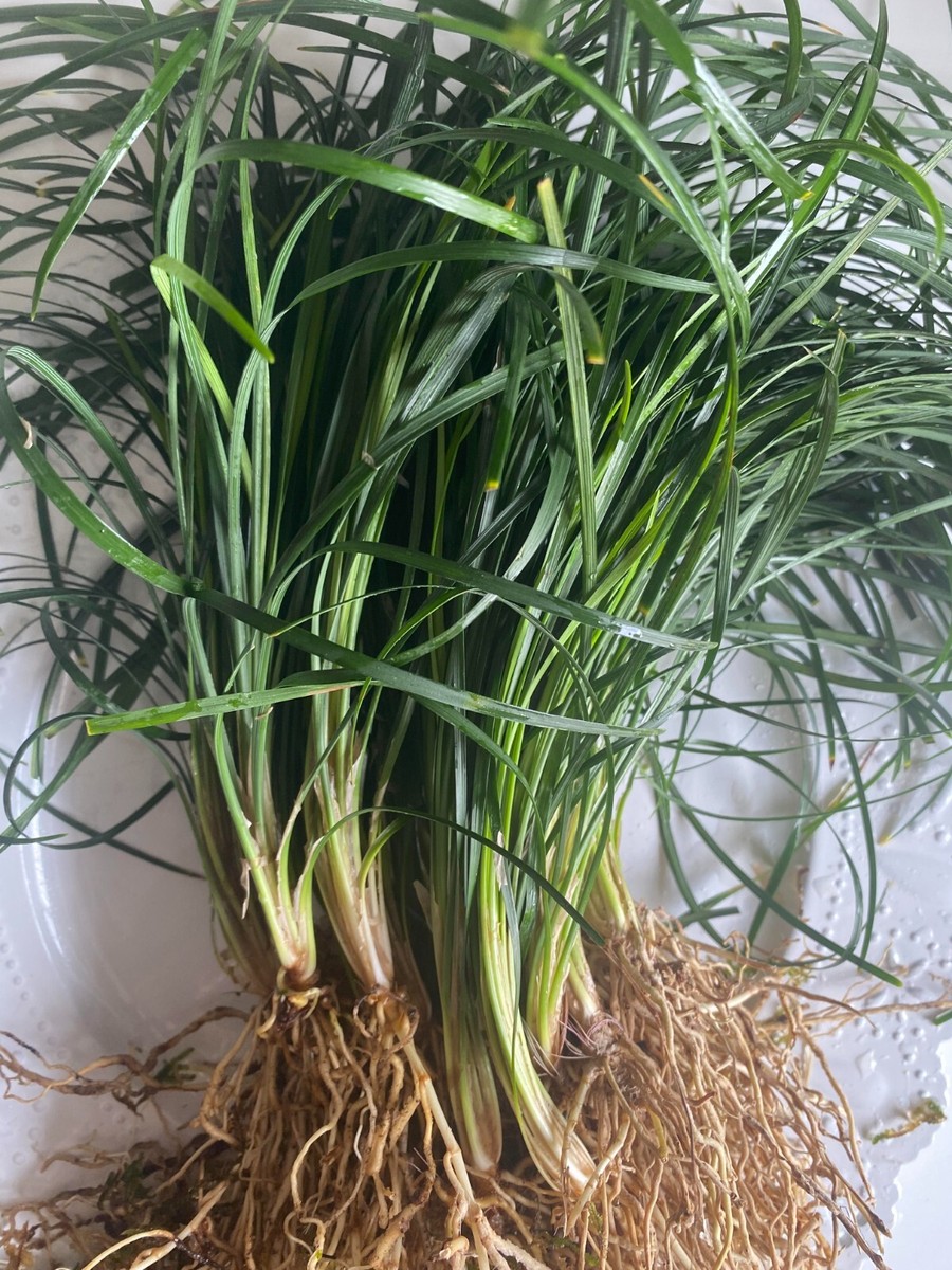 【10230】 Grass Roots SGB-550 LADIES ROOM LG Bare Roots MONDO GRASS-Live Terrarium Decor - Easy for Bog