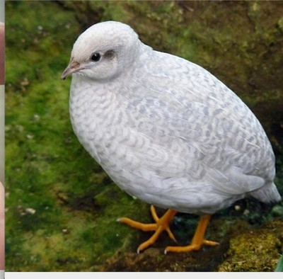20 BUTTON QUAIL EGGS chosen from SILVER PEARLS ONLY SHIPPING USPS PRIORITY