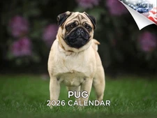 Pug Dog Breed Calendar 2026 12x18 Made in USA