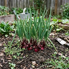 1000 Red Welsh Onion Seeds for Planting - Variety for Home Gardening