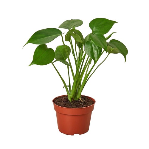 philodendron hanging plant Philodendron scandens Lemon Lime