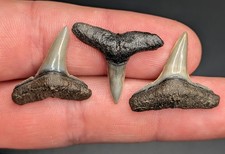 Breathtaking Trio Of Lemon Shark Teeth Venice Florida Gems