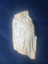 Petrified Wood Specimen 1lb.