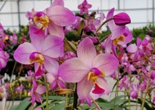 Spathoglottis Harmony,  Rooted Terrestrial Orchid Plant Shipped in 3" Pot