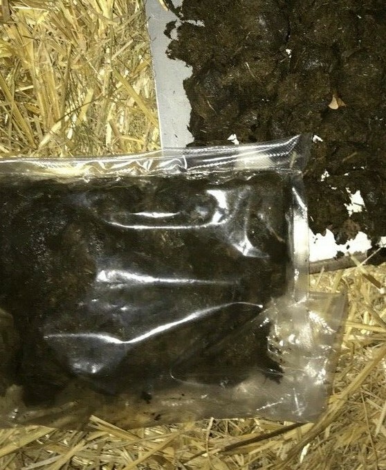 Pferdedung Äpfel abgelagert Pferdemist Rosen Blumen Frühbeet Hochbeet