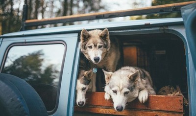 Anime animals bokeh wood wolf van mammals car cyan cars Play Gaming Mat Desk