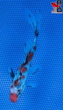 5" SHUBUNKIN Live GOLDFish Garden Pond 1/9