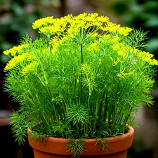 800+ DILL SEEDS AUTUMN HERB VEGETABLE GARDEN NON-GMO HEIRLOOM FREE SHIPPING!