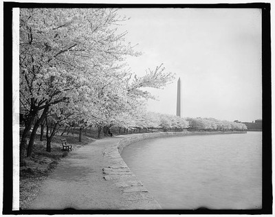 Washington DC Japanese Cherry Trees Washington Monument 1910s In Bloom