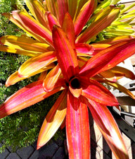 Neoregelia Martin Bromeliad offset