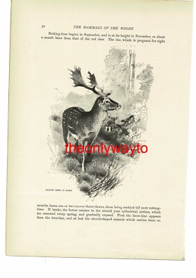 Damwild, zu Hause, Tierbuchillustration (Druck), um 1916
