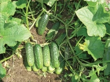 Cucumber Swallow F 1 seeds, Cucumber organic seeds,  0,5 gramm #176+TRACK №