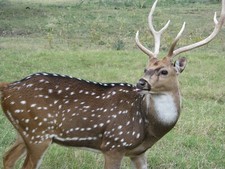 Axis Deer Taxidermy Reference Photo Cd