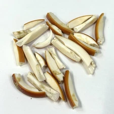 Lot Of 22 Assorted Broken Front Beaver Teeth Real Odd Goth Weird Taxidermy #4045