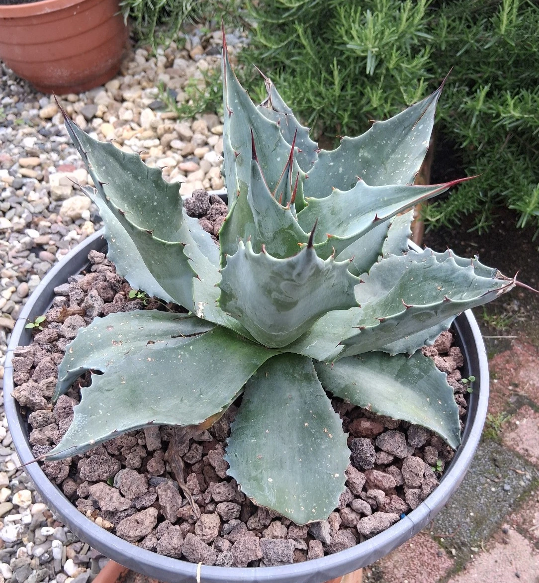 Winterharte Agave-Pflanzen online kaufen | eBay.de