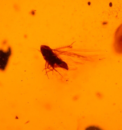 Beautiful Long Legged Mite Menagerie in Dominican Amber Fossil Gemstone - Picture 8 of 12